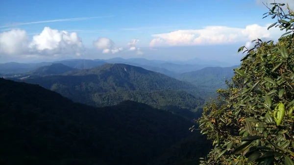 Θέα Φυτείας Τσαγιού Στο Cameron Highlands — Φωτογραφία Αρχείου