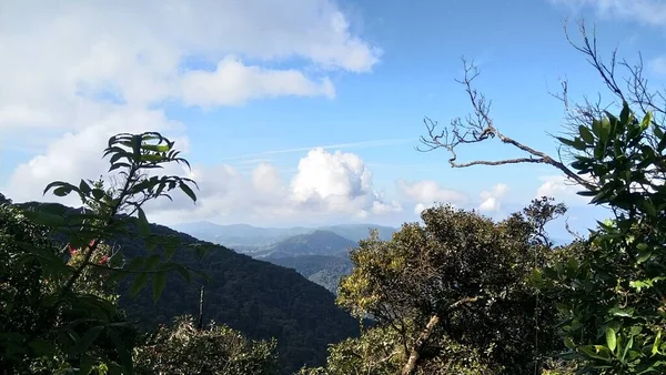 Blick Auf Teeplantage Den Cameron Highlands — Stockfoto