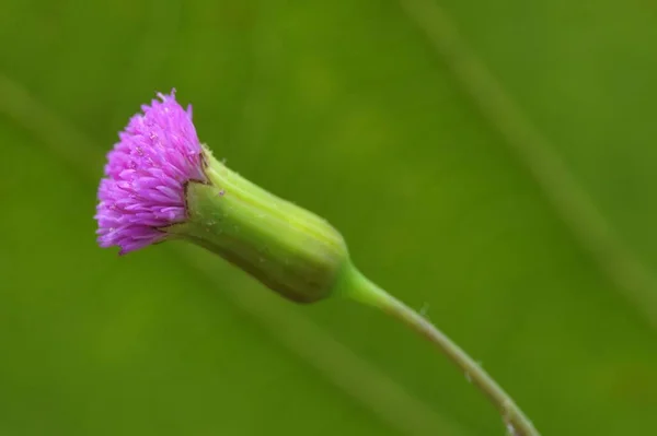 庭の紫色の野生の花 — ストック写真