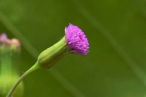 Purpurowy Dziki Kwiat Ogrodzie — Zdjęcie stockowe