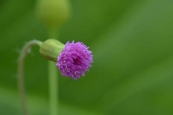 Nahaufnahme Der Wilden Blume Über Der Natur Hintergrund — Stockfoto