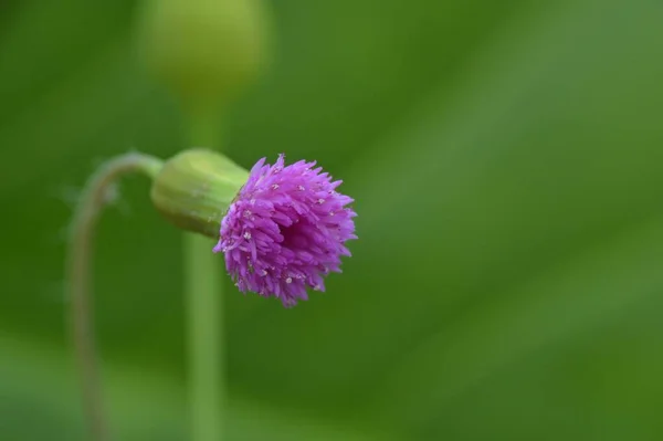 Primer Plano Flor Salvaje Sobre Fondo Naturaleza —  Fotos de Stock