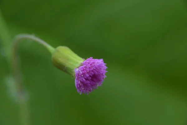 野生花卉在自然背景下的特写 — 图库照片