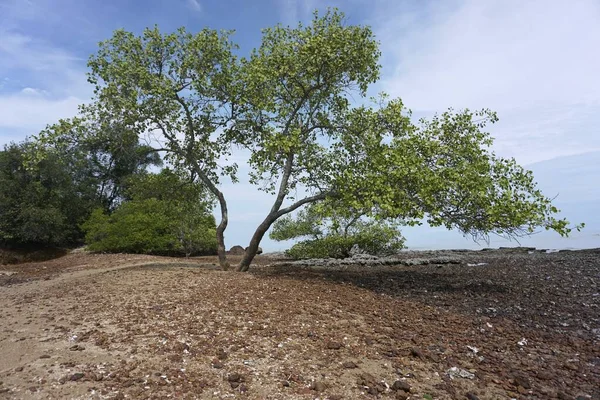 Árvores Praia Localizada Melaka Malásia — Fotografia de Stock