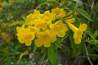 Güzel, egzotik sarı çiçeklerin yakın çekim görüntüsü 