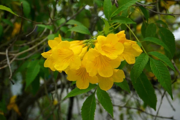 Vue Rapprochée Belles Fleurs Jaunes Exotiques — Photo