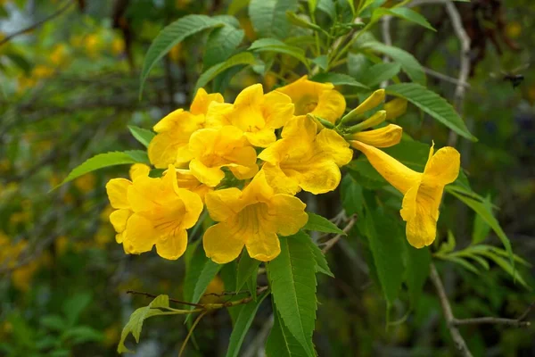 Вид Крупным Планом Красивые Экзотические Желтые Цветы — стоковое фото