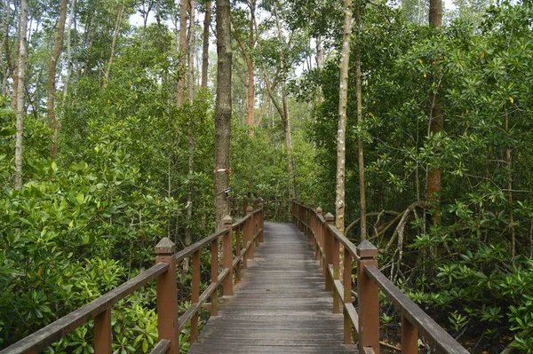Ponte Madeira Floresta Manguezal Localizada Tanjung Piai Johor Malásia — Fotografia de Stock