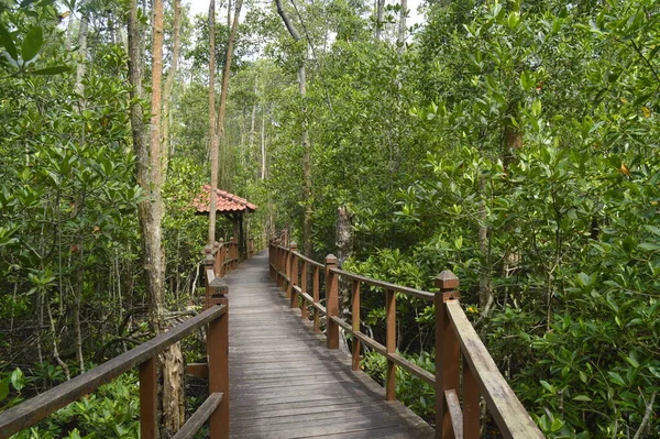 Ponte Madeira Floresta Manguezal Localizada Tanjung Piai Johor Malásia — Fotografia de Stock