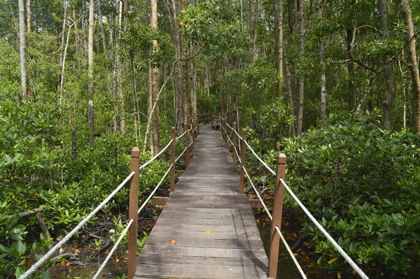Ponte Madeira Floresta Manguezal Localizada Tanjung Piai Johor Malásia — Fotografia de Stock