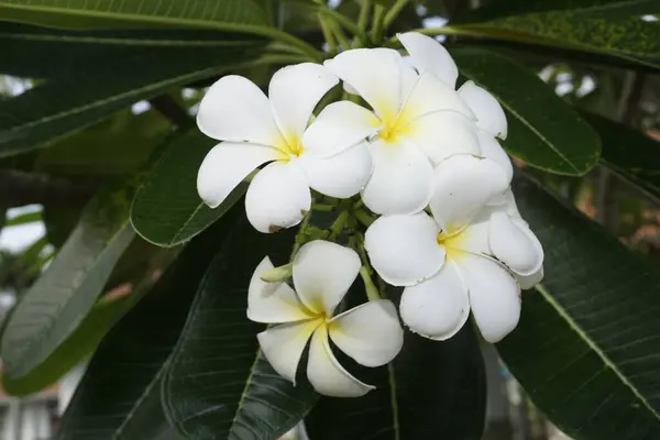 Plumeria Branca Flores Frangipani — Fotografia de Stock