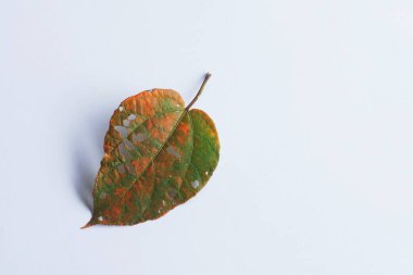 Beyaz arkaplanda yaprak