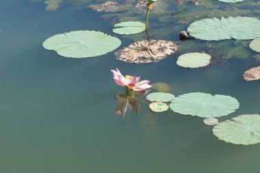 Pembe nilüfer çiçeği manzarası