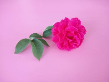 pembe gül pembe arka planda izole