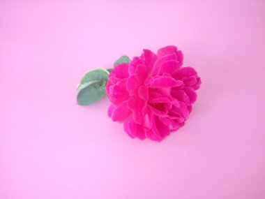 pembe gül pembe arka planda izole