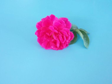 Pembe gül mavi arkaplanda izole edilmiş
