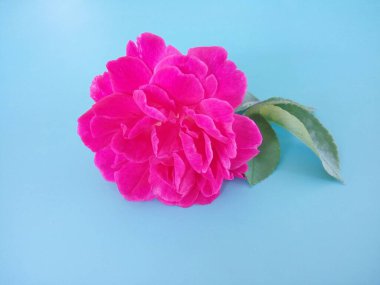 Pembe gül mavi arkaplanda izole edilmiş