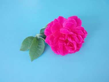 Pembe gül mavi arkaplanda izole edilmiş