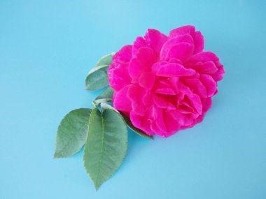 Pembe gül mavi arkaplanda izole edilmiş