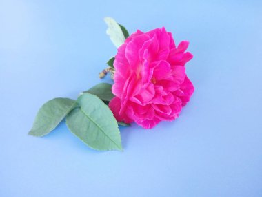 Pembe gül mavi arkaplanda izole edilmiş