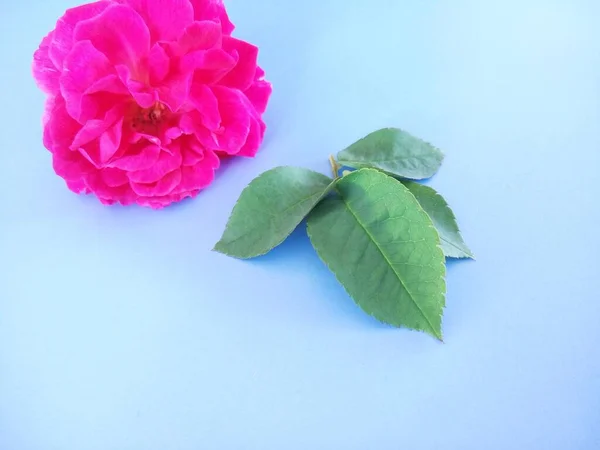 Růžová Růže Izolované Modrém Pozadí — Stock fotografie