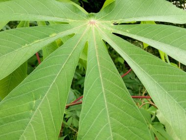 Yeşil tapyoka yapraklarının görünümü