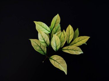 Siyah arkaplanda yapraklar 