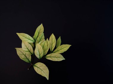 Siyah arkaplanda yapraklar 