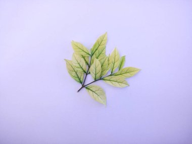 Yeşil ve beyaz arkaplanda yaprak