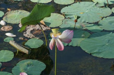 Pembe nilüfer çiçeği manzarası