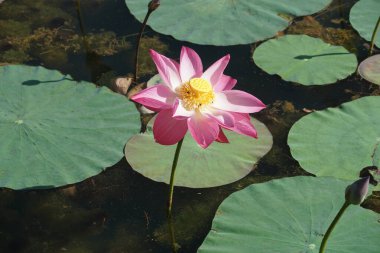 Pembe nilüfer çiçeği manzarası