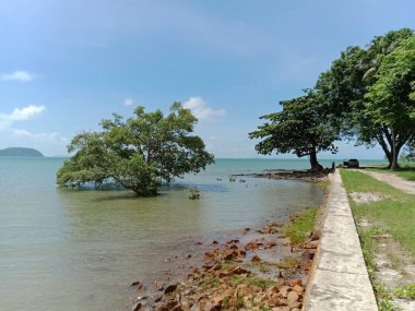 Sahilde ağaçlar süzülür