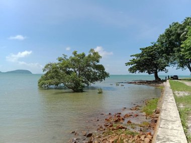 Sahilde süzülen ağaçlar