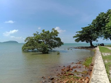 Sahilde süzülen ağaçlar