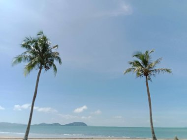 Mavi gökyüzüne karşı hindistan cevizi ağaçları