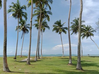 Mavi gökyüzüne karşı hindistan cevizi ağaçları
