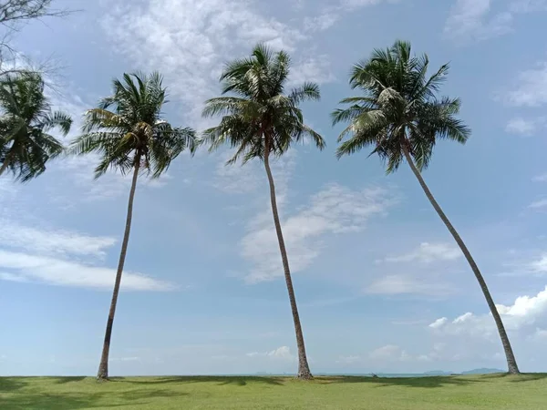 Palmkokosbomen Tegen Blauwe Lucht — Stockfoto