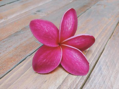 Ahşap arka planda kırmızı tesisat çiçeklerini kapatın.