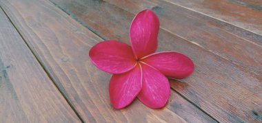 Ahşap arka planda kırmızı tesisat çiçeklerini kapatın.