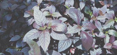 Yapraklar güneş ışığı altında