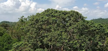 Mavi gökyüzüne karşı doğa ormanı manzarası