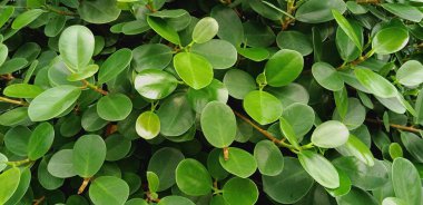 Yeşil yaprakları kapat