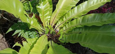 Dallı, yeşil yapraklı.