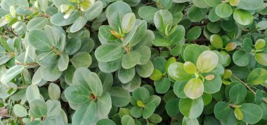 Dallı, yeşil yapraklı.