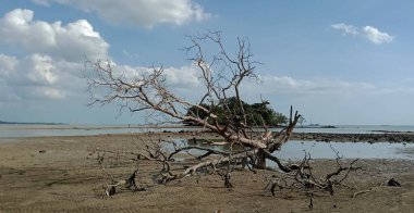 Ölü ağaçlar ve taşlar plajı, Tajung Bidara plajı, Melaka, Malezya