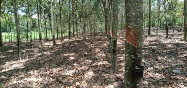 Malezya 'daki kauçuk tarlası manzarası