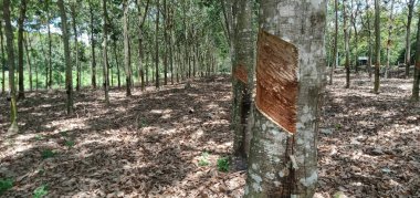 Malezya 'daki kauçuk ağacını kapat