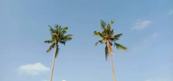 Kokospalmen Boven Blauwe Hemel — Stockfoto