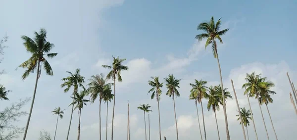 Kokospalmen Boven Blauwe Hemel — Stockfoto