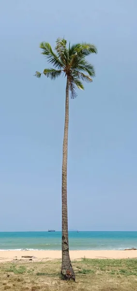 Coconut Palm Trees Blue Sky — Stock Photo, Image